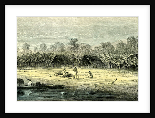 Banana Trees 1869 Peru by Anonymous