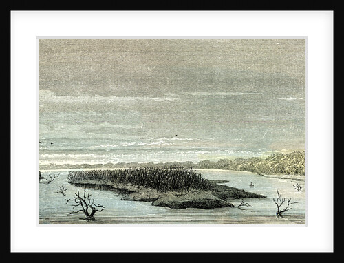 Apu-Paro River 1869 Peru by Anonymous