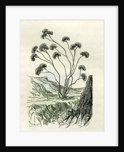 Heliotrope Aphylle 1869 Peru by Anonymous