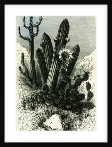 Cereus Candelaris and Opuntia 1869 Peru by Anonymous