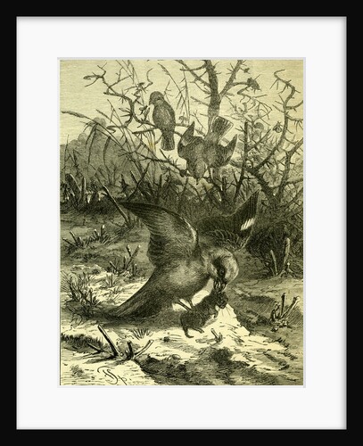 Birds Austria 1891 by Anonymous