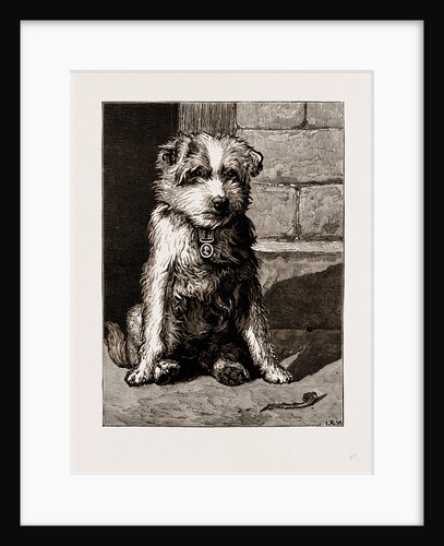 Regimental Pets: Pokeno, Dog Of The 50th Regiment by Anonymous