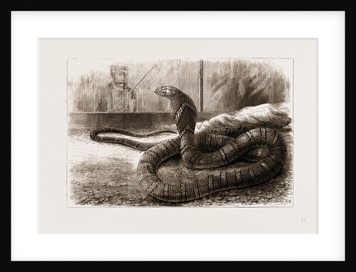The New Snake-eating Snake (ophiophagus Elaps) At The Zoological Gardens, London by Anonymous