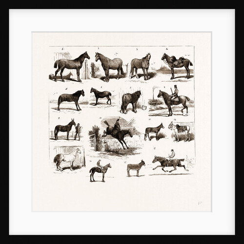 Horse Show At Manchester, UK by Anonymous
