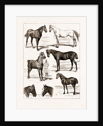 At The Islington Horse Show, London by Anonymous