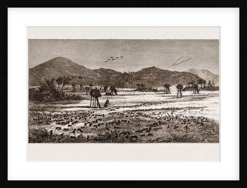 The Plague Of Rats In Burmah, Burma by Anonymous