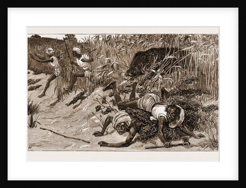 Boar-hunting In India, 1881: back Through The Beaters by Anonymous
