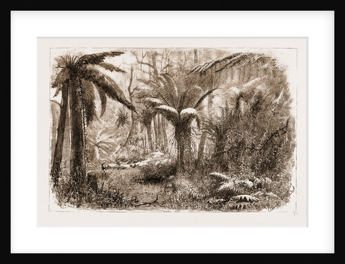 In The State Forest At Dandenong, Victoria by Anonymous
