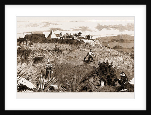 The Revolt In The Transvaal by Anonymous