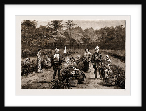 Tea Gathering In Japan, 1881 by Anonymous