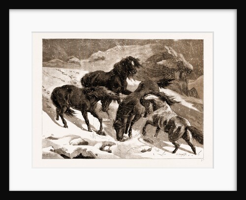 The Recent Severe Winter: Dartmoor Ponies In Search Of A Feed, UK by Anonymous