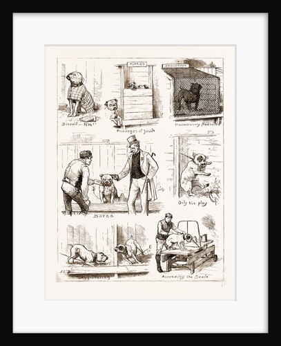Notes At The Bulldog Club's Seventh Grand Show, 1881 by Anonymous