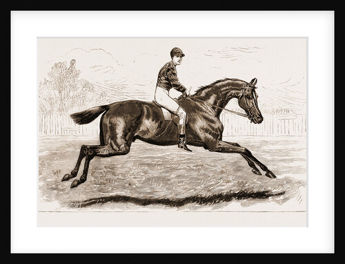 Iroquois, The Winner Of The Derby Of 1881 by Anonymous