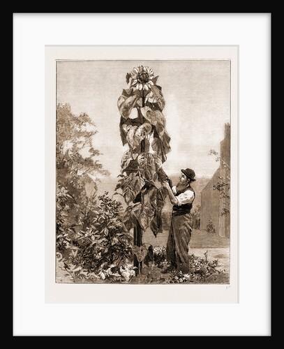 A Gigantic Sunflower by Anonymous