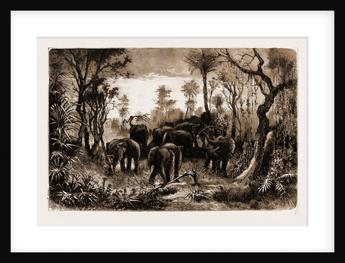 Elephants On The March, South Africa by Anonymous