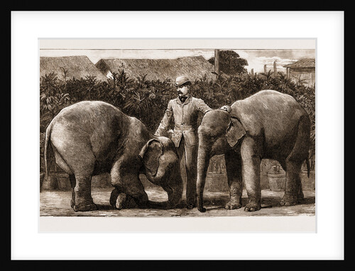 Burmese Elephants Born In Captivity, 1881 by Anonymous