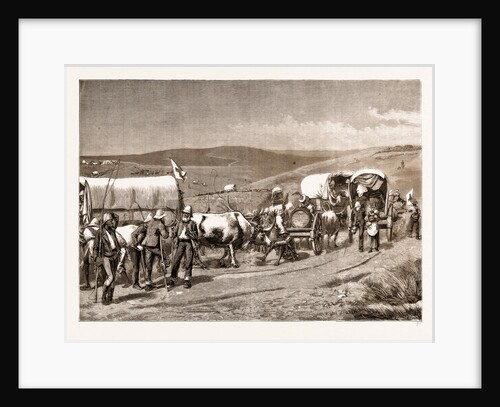 The Revolt In The Transvaal, South Africa by Anonymous