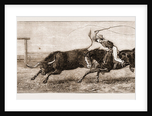 Saturday Afternoon In North Queensland: fresh Beef For Sunday, 1881 by Anonymous