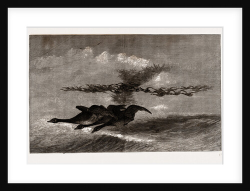 The Wild-goose by Gaston Fay