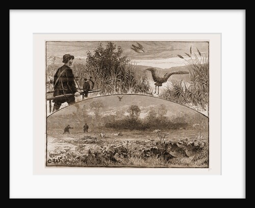 The Revival of Falconry, 1880 by Anonymous