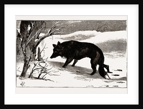 British Columbia, A Province Located On the West Coast of Canada, Dog in the Snow by Anonymous