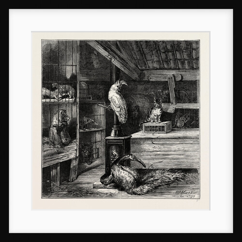 A Wild Beast Shop by Anonymous