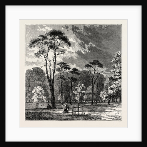 The Scotch Firs, Kensington Gardens by Anonymous