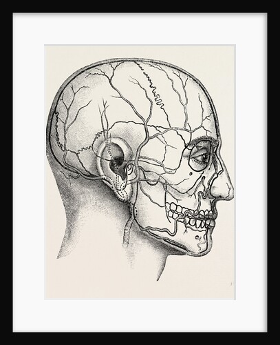 Diagram to show the position of the facial by Anonymous