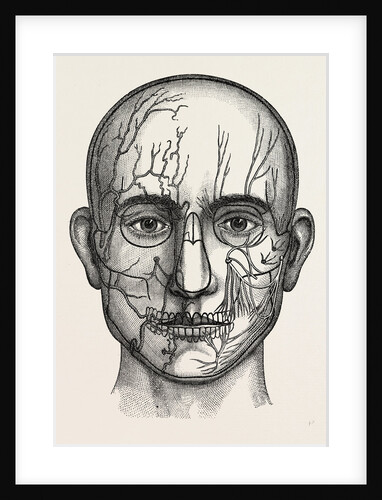 The nerves of the face by Anonymous