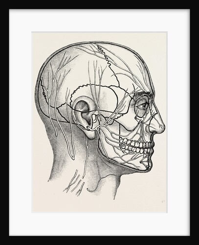 The nerves of the face and of the side of the head by Anonymous