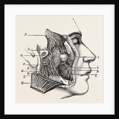 Dissection of the third division by Anonymous