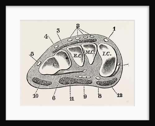Transverse section by Anonymous