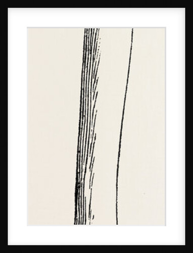 Bone by Anonymous
