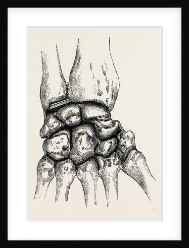 The synovial cavities by Anonymous