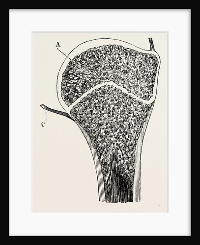 Upper end of the humerus by Anonymous