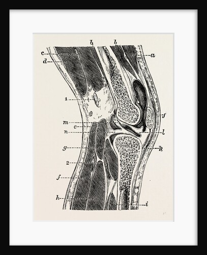 Vertical section of knee-joint by Anonymous