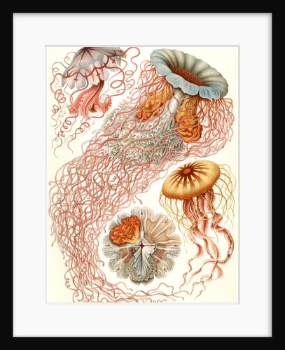 Illustration showing four different types of jellyfish. Discomedusae by Ernst Haeckel