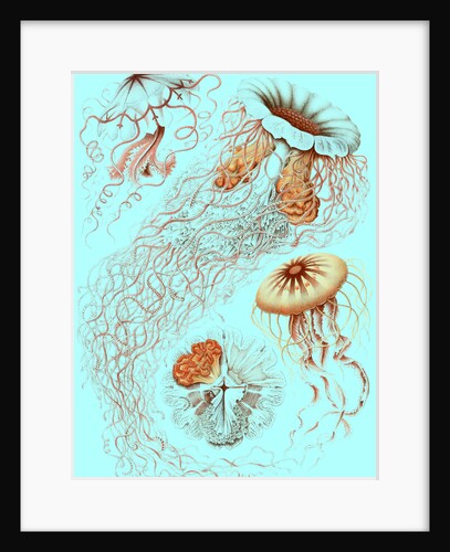 Illustration showing four different types of jellyfish. Discomedusae by Ernst Haeckel