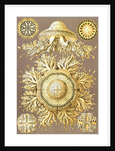 Illustration showing six views of jellyfish. Discomedusae by Ernst Haeckel