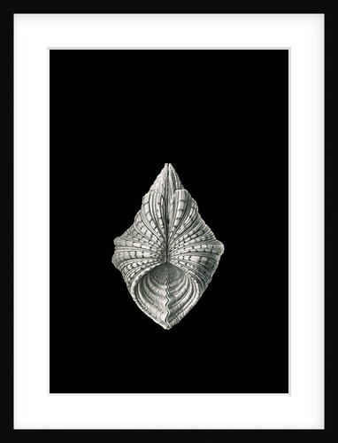 Illustration of mollusk. Acephala by Ernst Haeckel