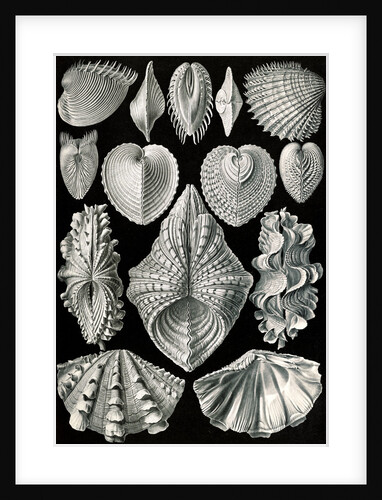 Illustration showing a variety of mollusks. Acephala by Ernst Haeckel