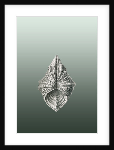 Illustration of mollusk. Acephala by Ernst Haeckel