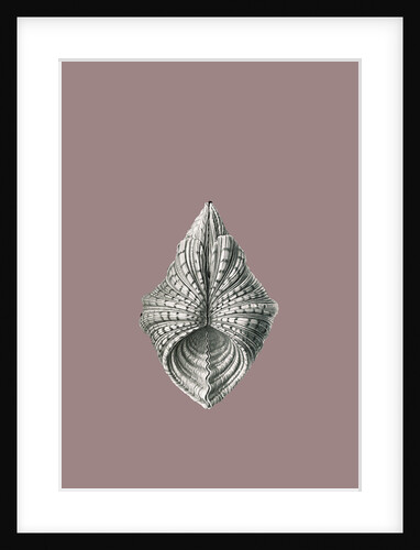 Illustration showing a variety of mollusks. Acephala by Ernst Haeckel