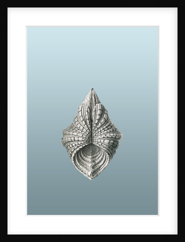 Illustration of mollusk. Acephala by Ernst Haeckel