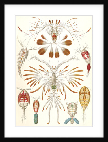 Illustration showing a variety of copopod crustaceans. Copepoda by Ernst Haeckel