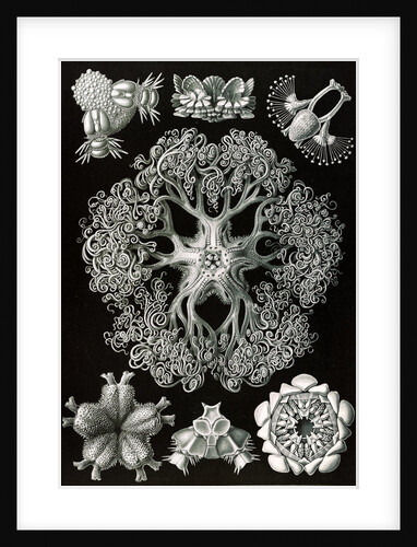 Starfish and details of starfish anatomy. Ophiodea by Ernst Haeckel