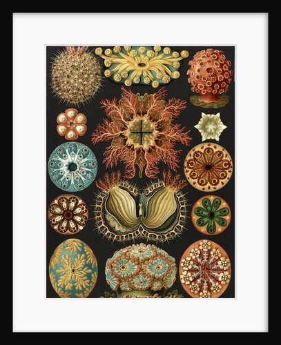 Illustration showing a variety of sea squirts. Ascidiae by Ernst Haeckel