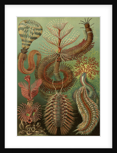 Illustration showing a variety of chaetopoda or spined marine worms. Chaetopoda by Ernst Haeckel