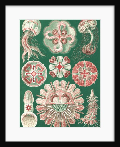 Illustration showing a variety of jellyfish. Discomedusae by Ernst Haeckel