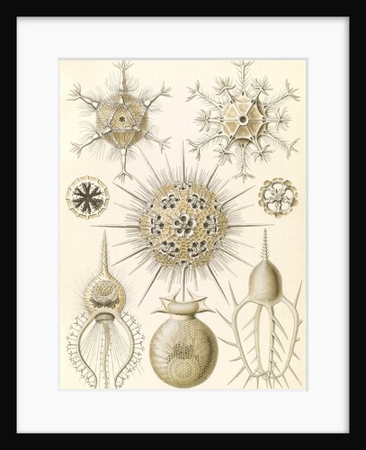 Microorganisms. Phaeodaria by Ernst Haeckel